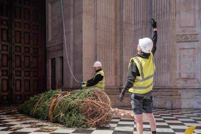 a photo of a large christmas tree being lifted in to place inside St Pauls Cathedral with two men in hard hats supporting the tree