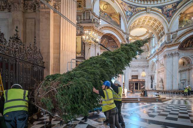 a photo of a large christmas tree being positioned by three people in hard hats inside St Pauls Cathedral