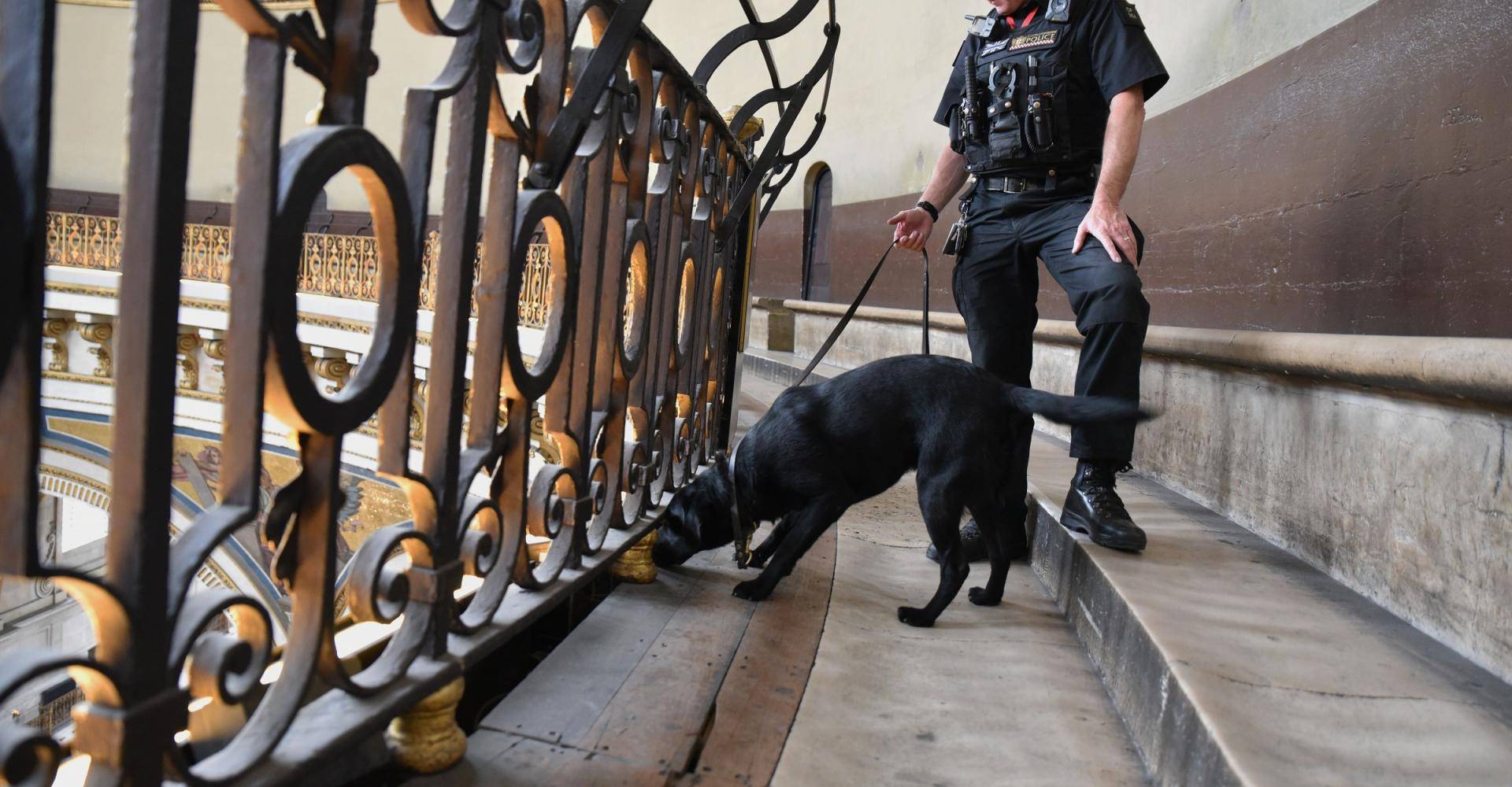 police guard dog security safety search