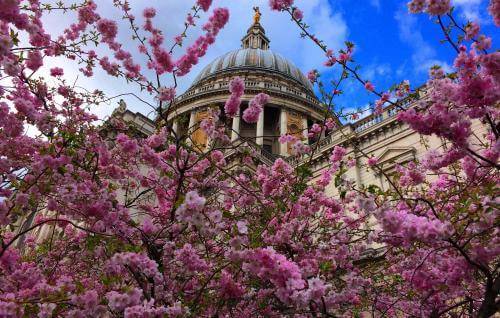 the dome in spring with flowers