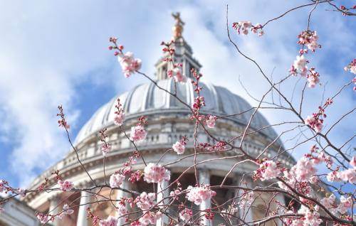 The dome of St Paul's with blossom in the foreground