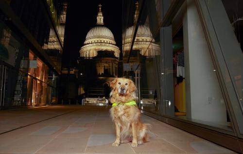 A Guide Dog sitting down, with St Paul's Cathedral in the background